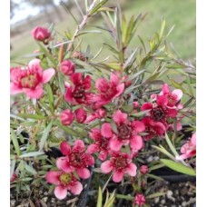 Leptospermum Crimson Cascade 1 Plants Red Flowering Native Groundcover